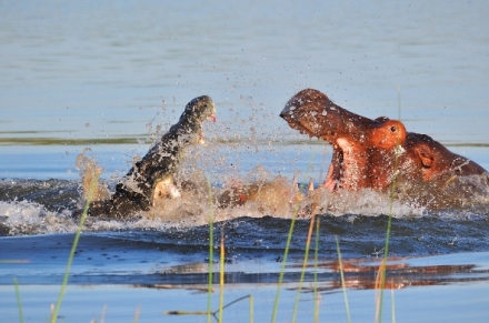Hroch versus krokodl