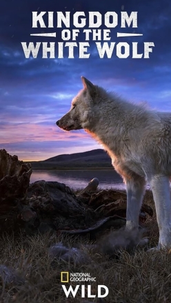 Krlovstv vlka arktickho (2)