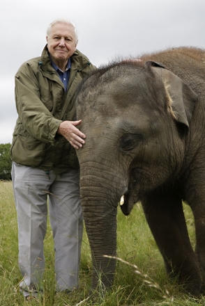 David Attenborough: Slon jmnem Jumbo
