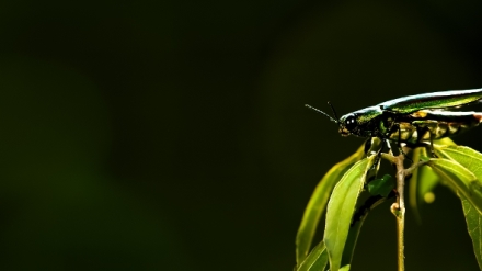 Od makra k mikru: Zzraky svta (2)