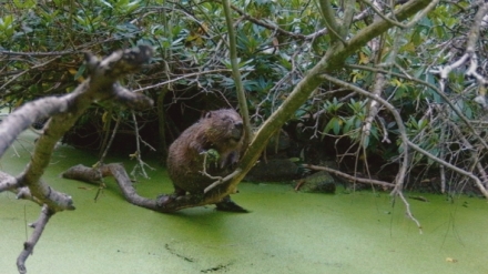 Skryt� �ivot v lese (3)