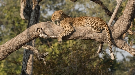 Levhart a hyena: Ne�ekan� spojenci