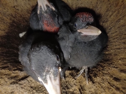 O datlech a dutin�ch