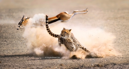 David Attenborough: Lov (6)