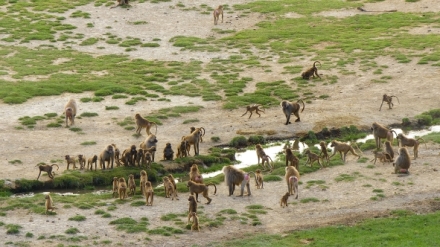 Pravidla pavi�n� tlupy