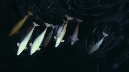 De�ifrov�n� zv��ec� �e�i (3)