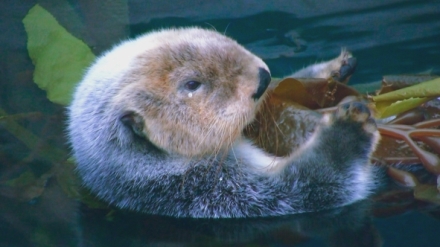 Kr�sy Pacifiku (4)