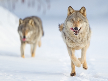 Vlk: Tul�k bez hranic (1/2)