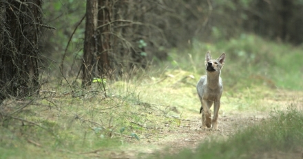 Vlk: Tul�k bez hranic (2/2)