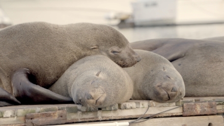 Jak sp� zv��ata