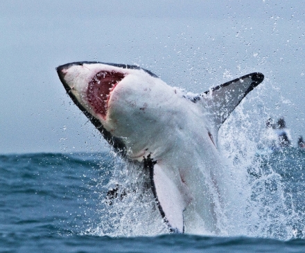 Velk� �ralo�� hostina