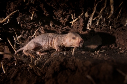 Rypo� lys�: Nejpodivn�j�� superhrdina