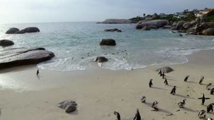 Africk� vodn� sv�t (3)