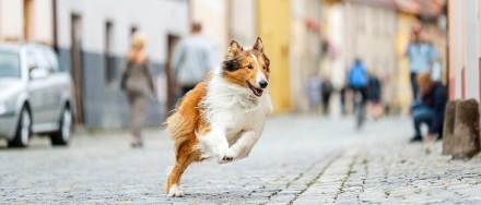 Lassie se vrac
