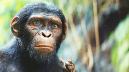 Kr�lovstv� Planeta opic