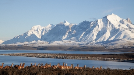 Divok� Chile (1)