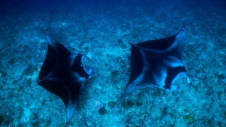 Maledivy - vodn� kr�lovstv� indick�ho oce�nu (3)