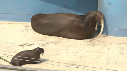 P��b�hy zv��ec�ch miminek III