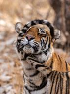 Z�zra�n� planeta: Legend�rn� tyg�� Indie