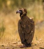 Divok� �pan�lsko (2/2)