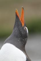 Patagonie - �ivot na konci sv�ta (5/6)