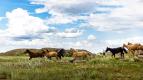 �lutou ��bou a� do Mongolska (11/12)