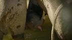 Divok� ��e (3/3)