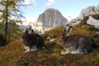 Orel skaln� - vol�n� divo�iny (2/2)
