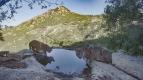 Divok� San Diego