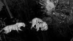 Z�zra�n� planeta: Velk� ko�ky ve dne v noci (6/6)