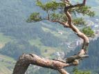 Divo�ina bez hranic