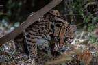 Americk� ocelot