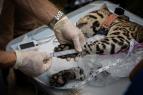 Americk� ocelot