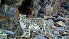 Duch hor - levhart sn�n�