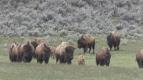 Znovuzrozen� divo�ina Skalnat�ch hor: Od Yellowstonu k Yukonu (1/4)