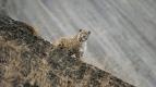 Duch hor - levhart sn�n�