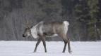 Znovuzrozen� divo�ina Skalnat�ch hor: Od Yellowstonu k Yukonu (3/4)