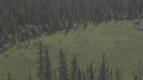 Znovuzrozen� divo�ina Skalnat�ch hor: Od Yellowstonu k Yukonu (3/4)