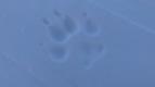 Znovuzrozen� divo�ina Skalnat�ch hor: Od Yellowstonu k Yukonu (4/4)