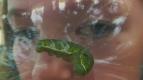 St�t se mot�lem