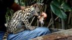 Ocelot a j�