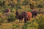 Divok� Uganda