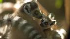 Krlovstv divoiny: Lemui kata, Madagaskar