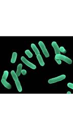 J, Lactobacillus