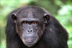 tulek pro zchranu impanz Jane Goodallov (3/6)