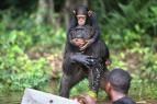 tulek pro zchranu impanz Jane Goodallov (5/6)