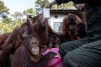 Oi orangutana