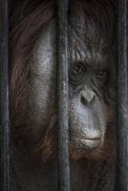 Oi orangutana