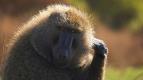 Zzran planeta: Serengeti III (2/6)