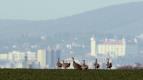 Bratislava, msto uprosted prody